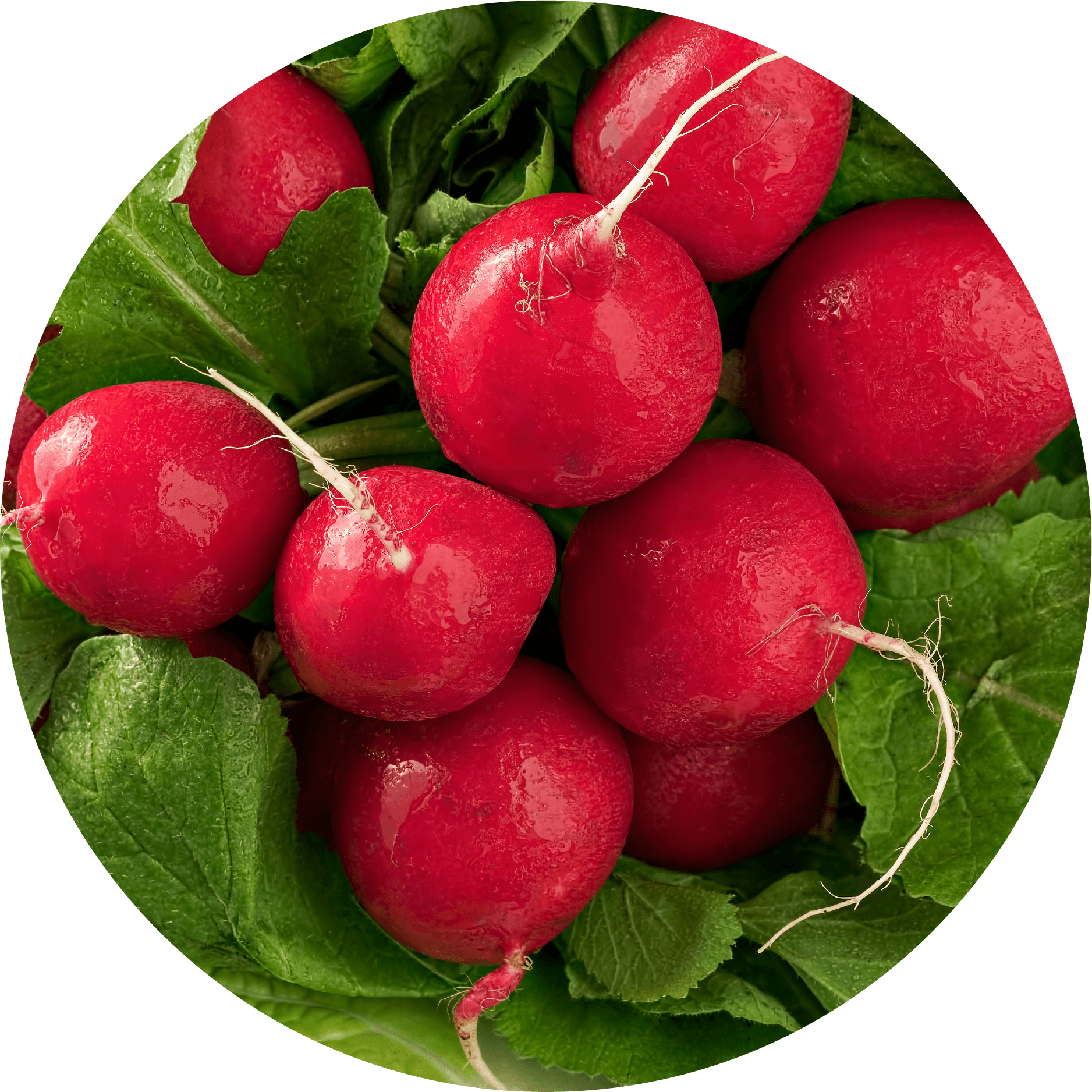 Radish Root Beauty by Earth