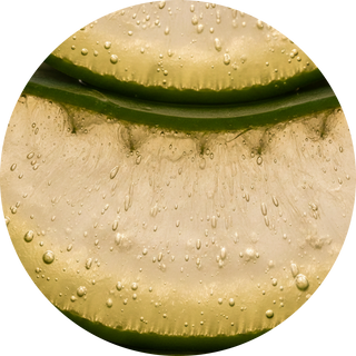 Organic Aloe Vera