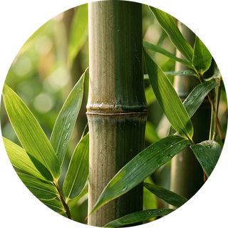 Bamboo