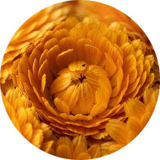 Calendula Flower Oil