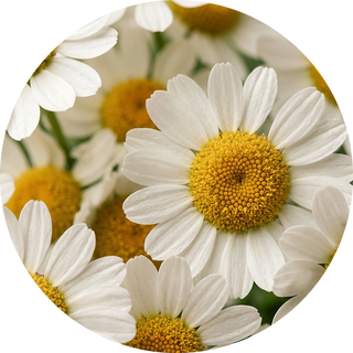 Matricaria Flower Extract