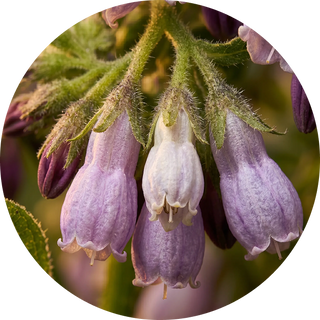 Comfrey Root
