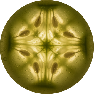 Cucumber Fruit Extract