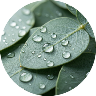 Eucalyptus