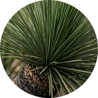 Grass Tree Wood