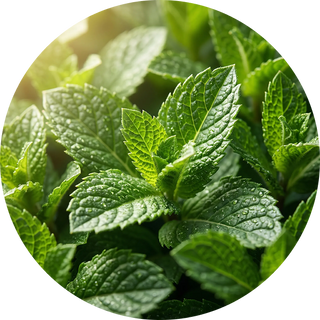 Peppermint Oil