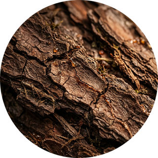 Pine Bark Extract