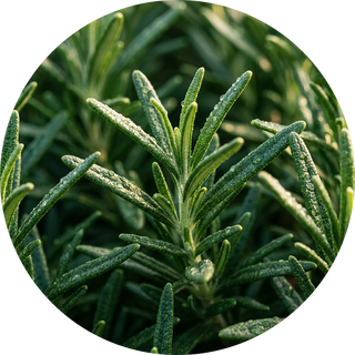 Rosemary