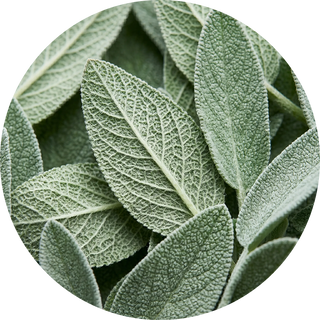 Sage Leaves