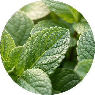 Spearmint Essential Oil