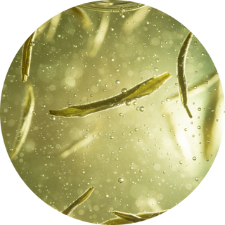 White Tea Extract