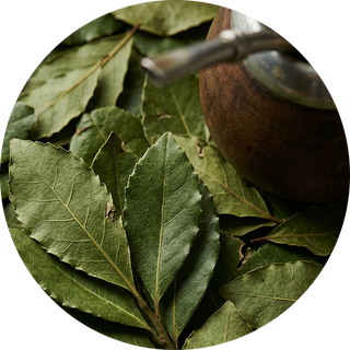 Yerba Mate Leaf Extract