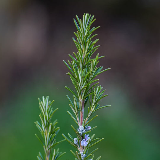Rosemary