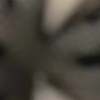 Paddle Boar Bristle Hair Brush